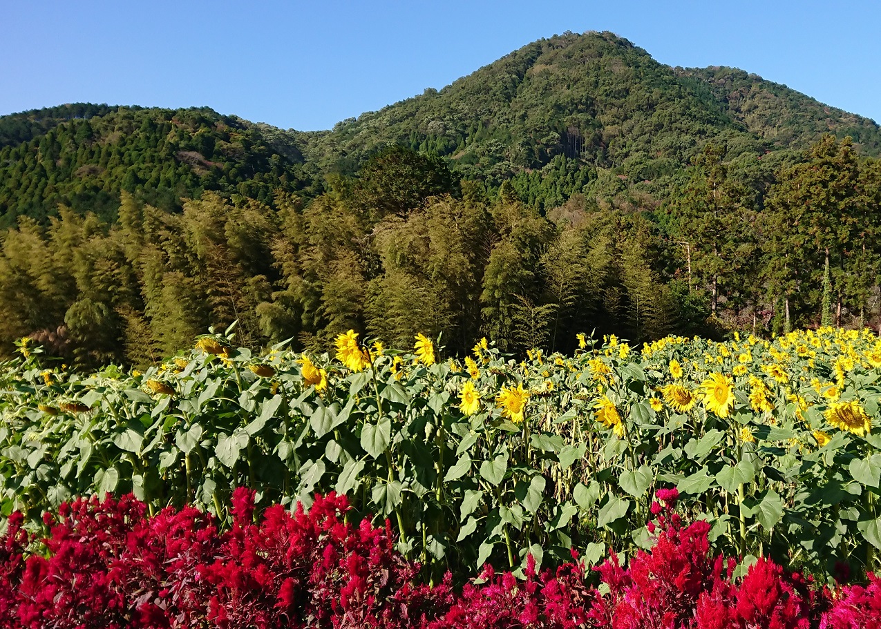 山田ひまわり園ひまわりとケイトウ風景