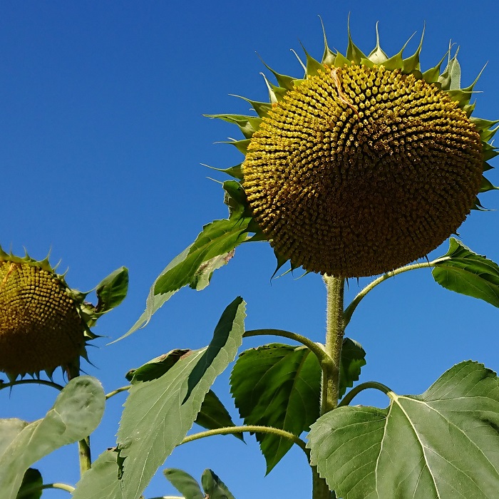 花びらのないひまわり