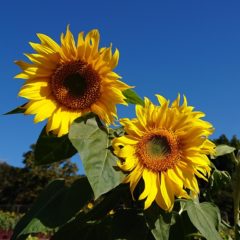 ひまわりでエネルギーチャージ