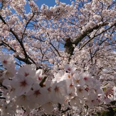 桜の枝は折ってはいけない