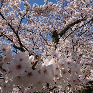 桜の枝は折ってはいけない