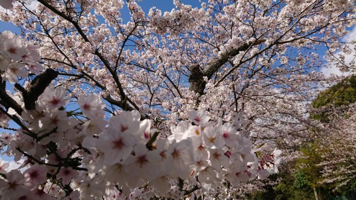 桜の枝は折ってはいけない Florist Yoshiko フローリストよしこ