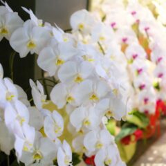 胡蝶蘭は、贈る側と贈られる側で「見え方」が全く違う