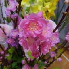 3月3日は上巳（じょうし）の節句