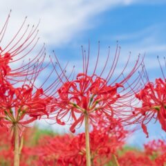 彼岸花でご先祖様を想う