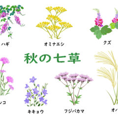 おすきなふくは？